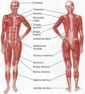 human-body-muscle-diagram